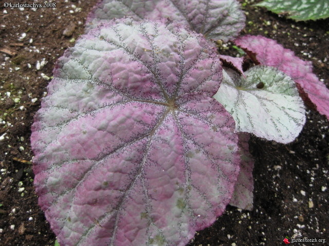 B. ‘Henry IV’